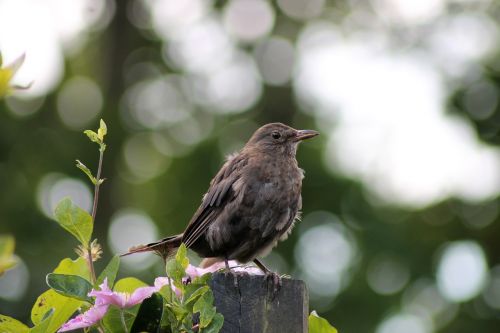 young birds have bird