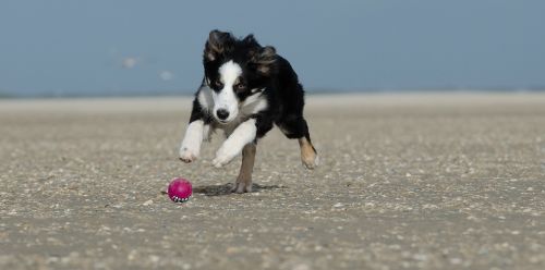 young border collie dog on beach summer