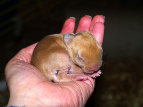 young bunny baby hand