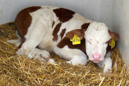 young calf mountain cow mountain calf