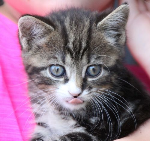 young cat tongue kitten