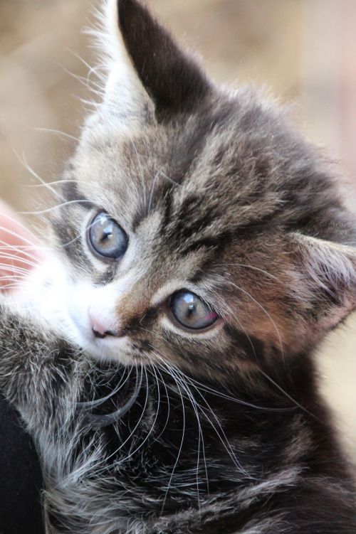 young cat blue eye kitten