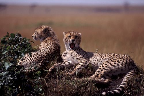 young cheetah pair resting