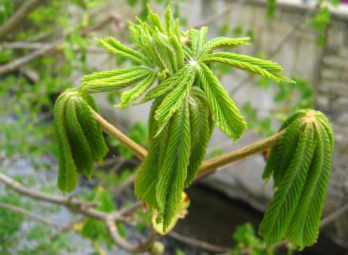 young chestnut leaves development spring awakening