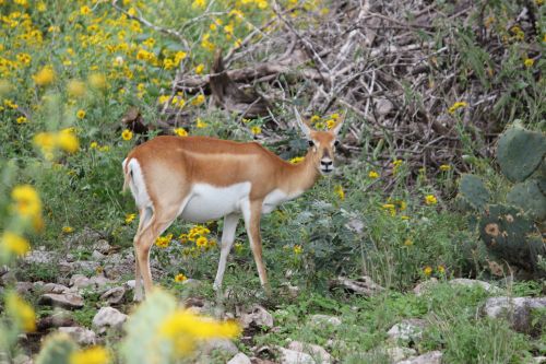 Young Deer