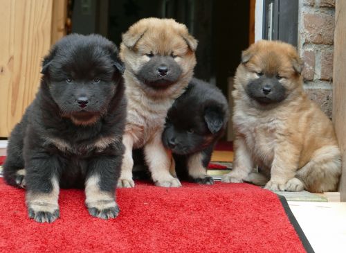 young dogs eurasians cute