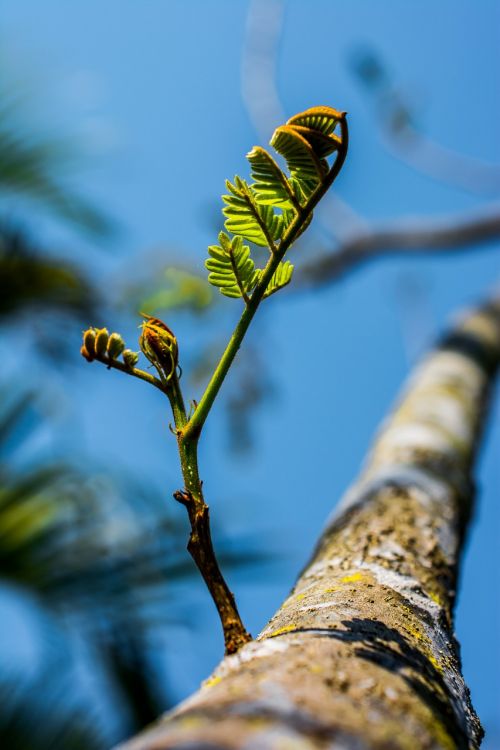 young drove branches tree