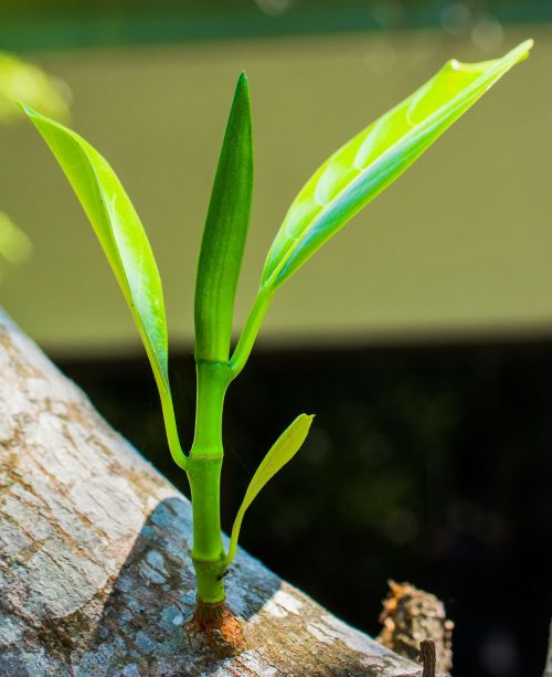 young drove branches tree