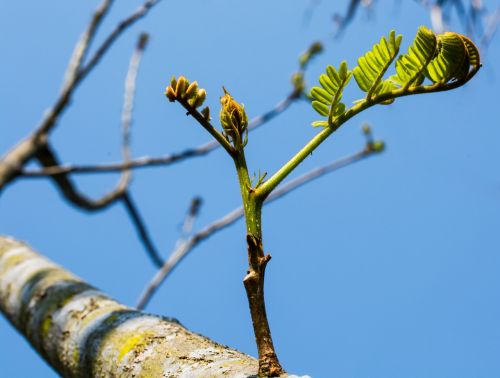 young drove branches tree