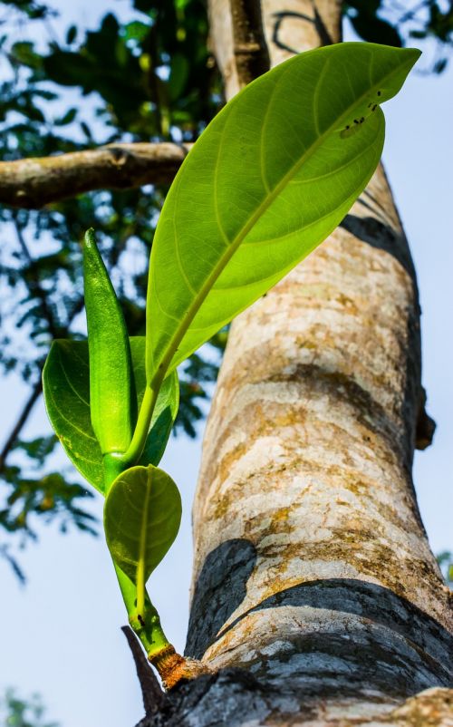 young drove branches tree