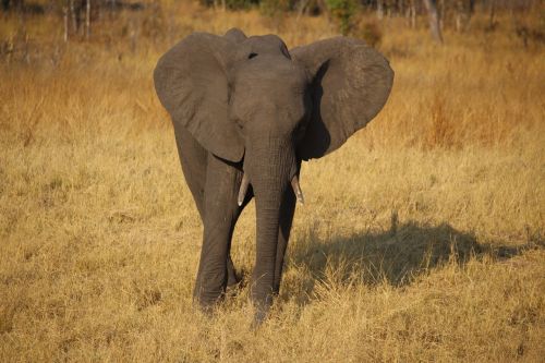 young elephant zimbabwe africa