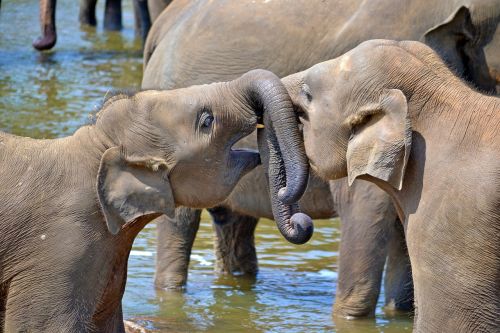 young elephants baby elephants orphan elephants