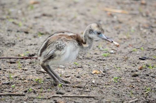 Young Emu