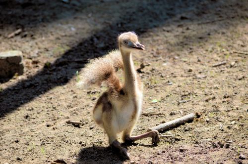 Young Emu