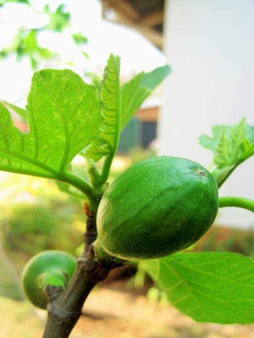 Young Fig On Tree