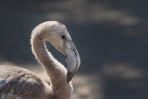 young flamingo  bird  flamingo