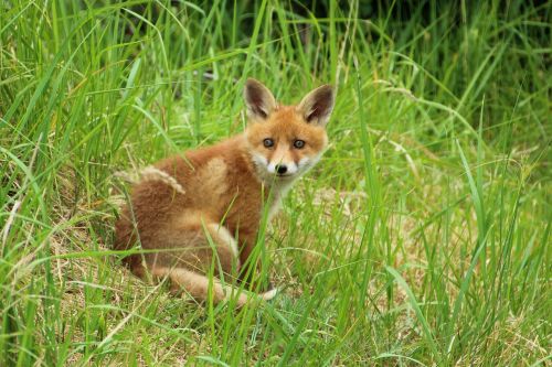 young fox red fox fuchsbau