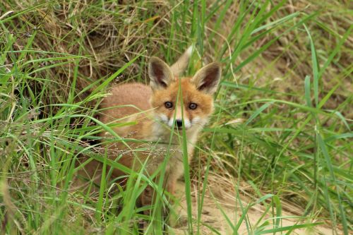 young fox red fox fuchsbau