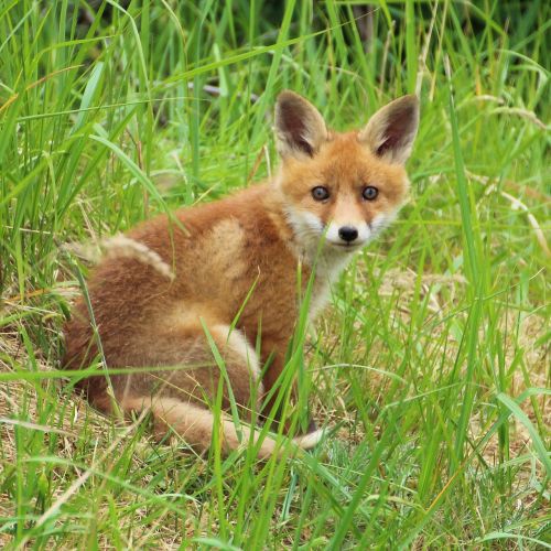 young fox fox puppy fuchsbau
