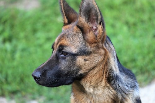 young german shepherd  female  dog