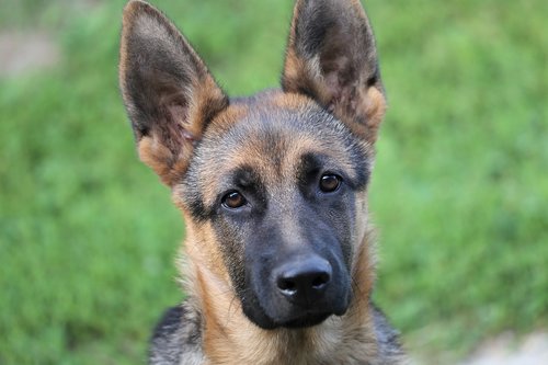 young german shepherd  female  dog