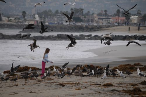 Young Girl Feeding Sea Gulls