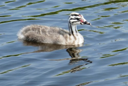 young great crested grebe  chick  great crested grebe