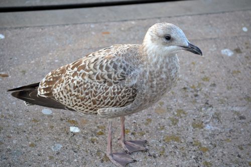young gull seagull bird