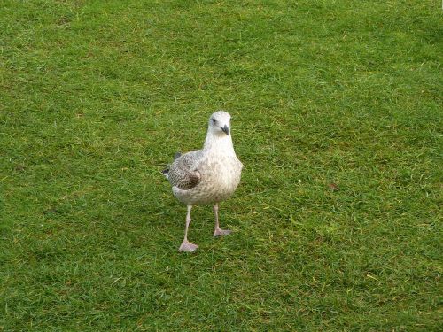 young herring gull seagull bird