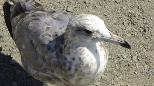 Young Immature Seagull