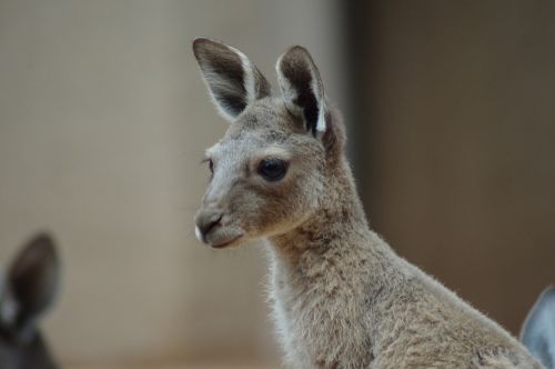 young kangaroo zoo marsupials
