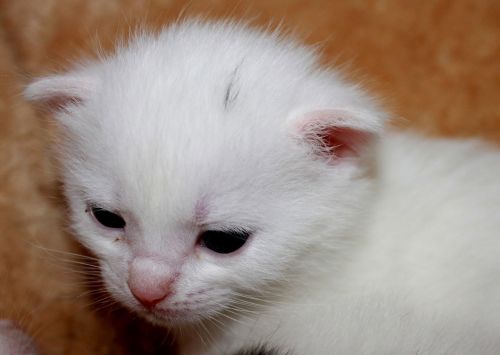 young kittens sweet pet