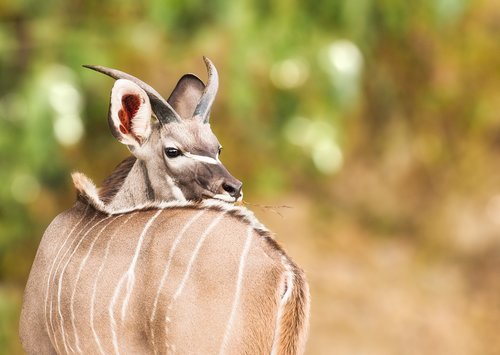 young kudu  male  deer