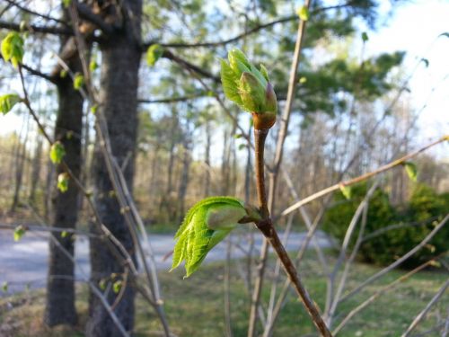 Young Leaf