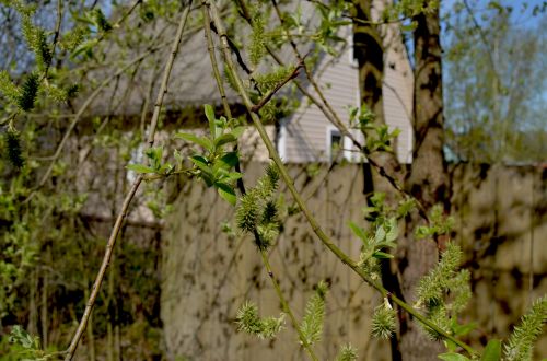 Young Leaves