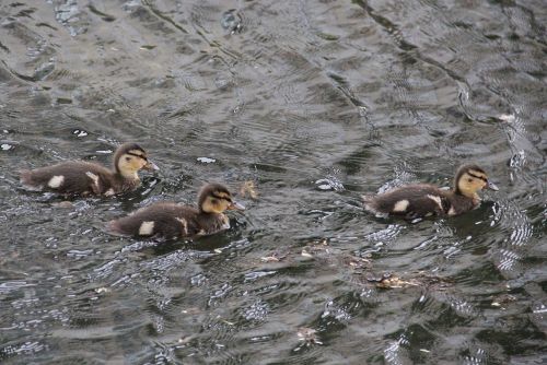 young mallard chicks on the lake animal children