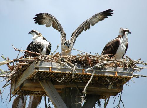 Young Ospreys Hawks