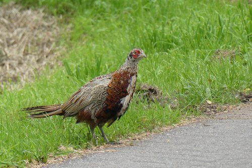 young pheasant  berm  forest