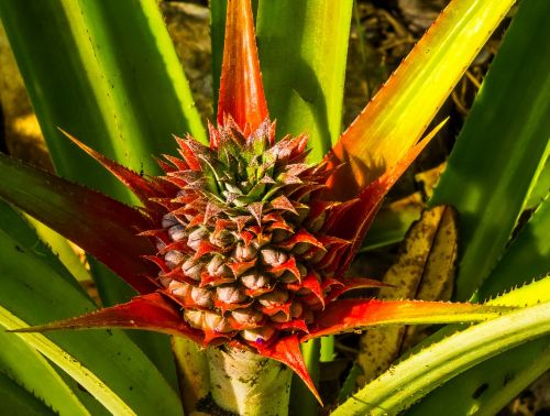 young pineapple pineapple fruit