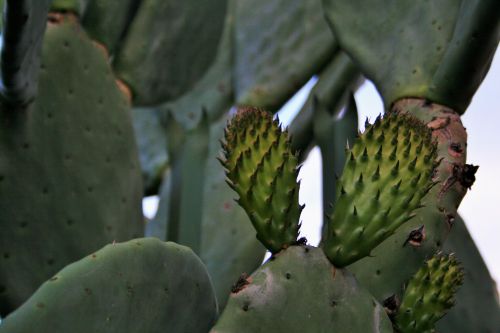 Young Prickly Pear Leaves