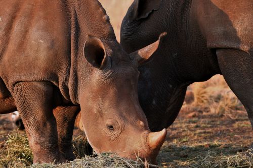 Young Rhinoceros