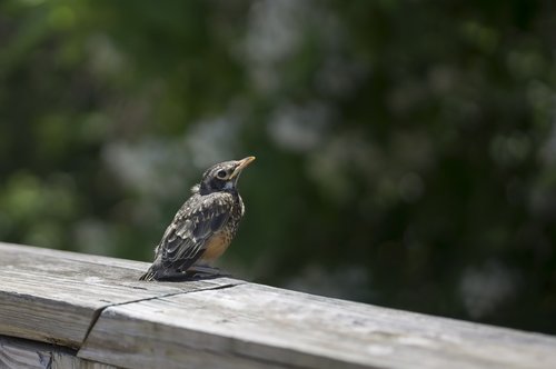 young robin  baby robin  bird