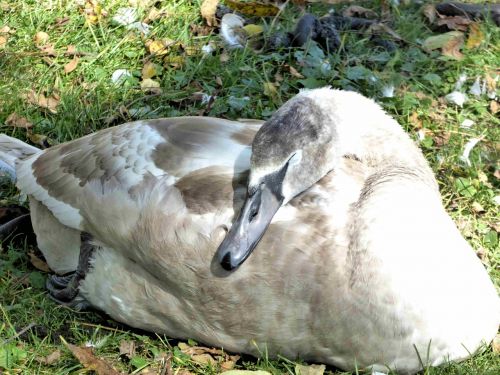 young signet sleeping resting