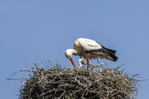 young stork stork storchennest