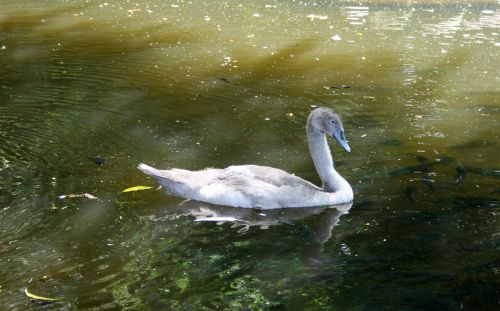 Young Swan