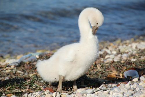 young swan white water bird