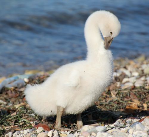 young swan white water bird