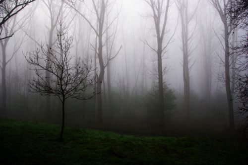 Young Tree In The Fog