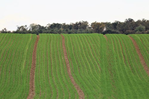 young wheat in october  plant  green