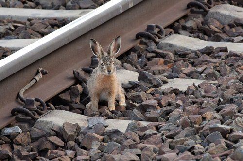 young wild rabbit  near railway  track
